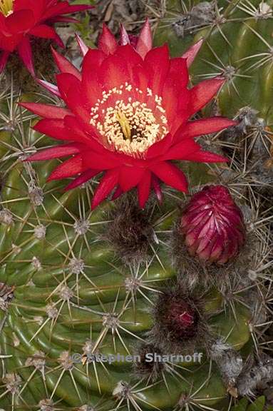 echinopsis korethroides 2 graphic